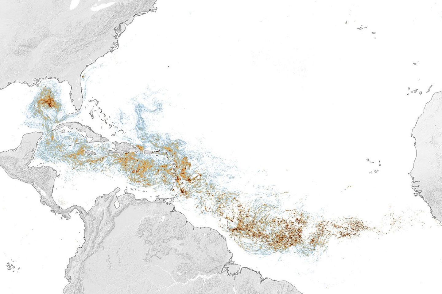 NASA map showing Sargassum concentration across the tropical Atlantic in June 2026